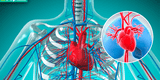 Explorando el sistema circulatorio humano: mira todos los detalles del principal aparato corporal