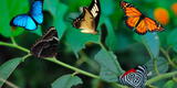 Significado espiritual de las mariposas de colores ¿qué significa que visiten tu casa?