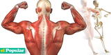 La magia del sistema muscular: Su composición y las funciones clave que desempeña
