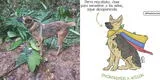 Wilson, el perrito rescatista que ayudó a encontrar a los niños perdidos en la selva de Colombia, está desparecido