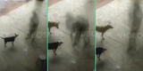 Sombra paranormal causa conmoción a las redes al alimentar perritos callejeros: “Amó a los animales”