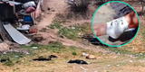 Hombre fue atacado por 30 canes en Huancayo y Policía disparó para salvarlo:“Rogué a Dios por mi vida”