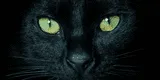 Explora el significado espiritual del Gato Negro y su sabiduría oculta