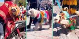 Perritos causan sensación al desfilar en pasacalle canino con trajes típicos: “Creatividad y cariño”
