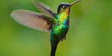 Significado espiritual del colibrí: qué significa ver uno o que visite tu casa
