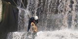 Rímac: rescatan a perro atrapado en medio del río Rímac que estuvo a punto de morir ahogado