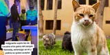 Miraflores: jóvenes detectan a presunto drogadicto darles cocaína a los gatos del parque Kennedy