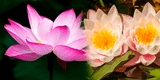 ¿Cual es el significado espiritual de la flor de loto y qué simboliza?