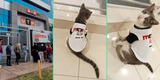 Estudiantes de la UTP captan a tierno gatito paseando dentro su universidad: “Michito universitario”