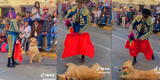 Perro se cree un toro en desfile canino y causa la ternura de miles de usuarios: "Este espectáculo sí vale la pena ver"