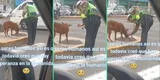 Policía de tránsito enternece a usuarios al alimentar a perrito callejero: “Respeto y admiración”