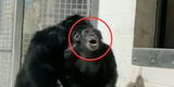 Para no llorar: Captan el momento en que un chimpancé ve el cielo por primera vez