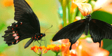 Significado espiritual mariposa negra en casa ¿Qué significa y simboliza?