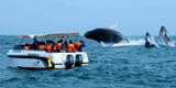 Ballenas en Lima y Callao: ¿Es frecuente observar estos mamíferos en sus costas?