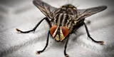 Significado espiritual de las moscas ¿Qué significa que aparezcan en la casa?