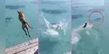Perrito sorprende al meterse al mar para ahuyentar a tiburones: "Ni Aquaman se atrevió a tanto"