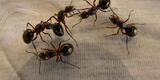 ¿Cansado de las hormigas? Conoce los mejores trucos caseros para eliminarlo por completo