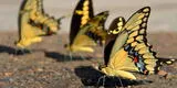 Cuál es el significado espiritual de ver mariposas amarillas en la casa o vuelen frente a ti