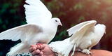 Conoce el significado espiritual de que te visite una paloma blanca