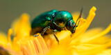 Significado de encontrar escarabajos en casa ¿Qué significa espiritualmente?