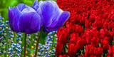 El secreto de la flor de tulipán ¿Cuál es su significado espiritual y qué simboliza?