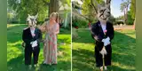 Disfrazan a llama de padrino para una boda y se robó las miradas de las personas presentes