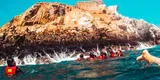 ¿Quieres nadar junto a los lobos marinos? Aquí te explicamos como visitar la Isla Palomino por Fiestas Patrias 2023