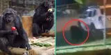 Indignación y escándalo por la muerte de dos chimpancés fugados de un zoológico en Colombia