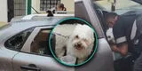 Sereno de Pueblo Libre rompió las lunas de un auto para rescatar a un perrito que iba a morir deshidratado