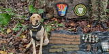 Murió Happy 4, el perrito antiexplosivos que detectó bomba y evitó un atentado terrorista en Colombia