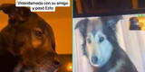 Perritos protagonizan emotiva escena al hablar por videollamada y son viral en las redes: “La verdadera amistad”