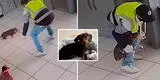 Perro salchicha se enfrentó a ladrón, pero pese a su esfuerzo fue robado en Inglaterra