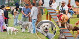 Magdalena del Mar: inauguran el primer parque canino del Perú con juegos para las mascotas las 24 horas