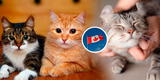 ¿Te gustan los gatos? Canadá ofrece más de mil dólares a la semana por cuidarlos