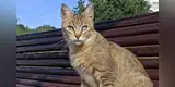Día Internacional del Gato: por qué se les celebra tres veces al año y curiosidades tener uno en casa