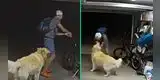 Ladrón entra a casa para robar bicicleta y se detiene para jugar con golden retriever: “También te quiero”