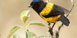 Lanzan concurso para proteger aves en extinción del Perú
