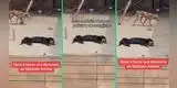 Joven denuncia en las redes estado de abandono de perritos y su publicación tiene inesperado final