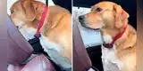 La desesperante reacción de un perrito que fue viral al ver que lo llevaban al veterinario