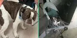 Joven abandonó a su perro tras enterarse de que no podía llevar a su mascota sin una jaula
