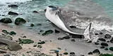 Punta Hermosa: ballena llega herida a la playa Señoritas, pero muere a las horas y queda varada