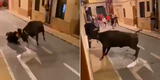 Joven recibe brutal ataque de un toro en España: quedó herido por varias cornadas
