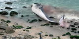 Ministerio Público investiga hallazgo de una ballena varada en Punta Hermosa
