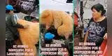 Suegra cambia el peluche del novio de su hija por dos lavatorios y es viral: “Ese oso valía más”