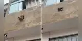 Pitbull ladra desde la ventana de su casa y usuarios vacilan en las redes: "Ventana Antirrobo"
