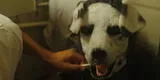 Good Boy: La aterradora película de un hombre que se cree perro que revolucionará las cintas de terror