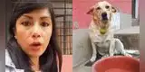 Peruana sale a comprar, ve a perrito con limón en el cuello y hace lo impensado: "Lo siento, Firulais"