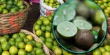 Trujillanos usan limón 'pavita' ante alza de precios: ¿Cuánto está y por qué debo saber escogerlos?