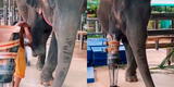 Elefante sufrió la amputación de una de sus patas y usa prótesis para continuar con su vida