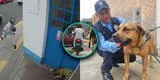 Sujeto casi mata de una pedrada a perro que descansaba en exteriores de una caseta de seguridad en La Perla
